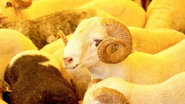 Ticaret Bakanlığından Kurban Bayramı öncesi denetim