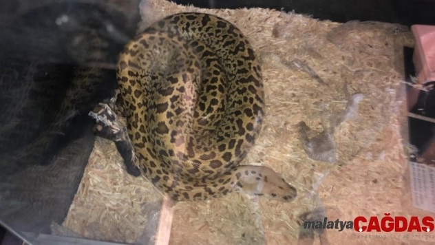 Ticareti yapılmak istenen piton ve parmak maymuna el konuldu