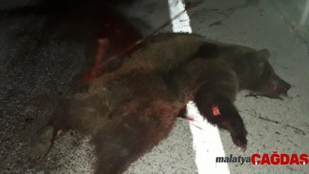 Tırın çarptığı ayı telef oldu