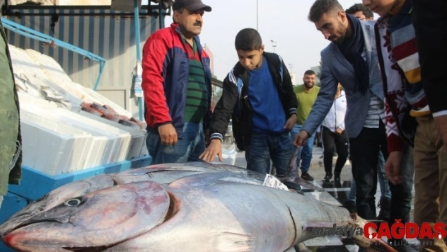 Ton balıkları vatandaşların ilgi odağı oldu