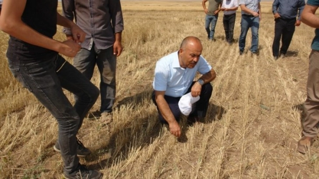 Toprak işlemesiz tarım yaygınlaşıyor