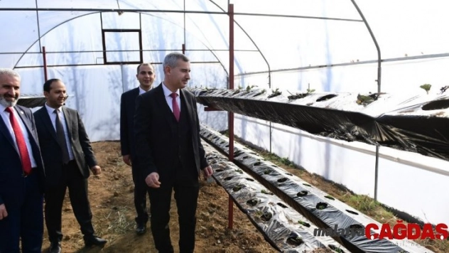 Topraksız çilek üretimine başlandı