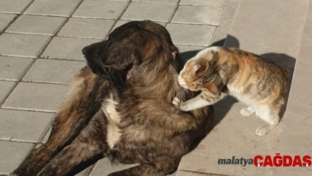 Tosya'da kedi ile köpeğin dostluğu şaşırttı
