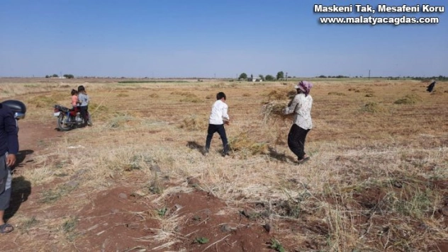 Toz fırtınası mercimek tarlasını vurdu