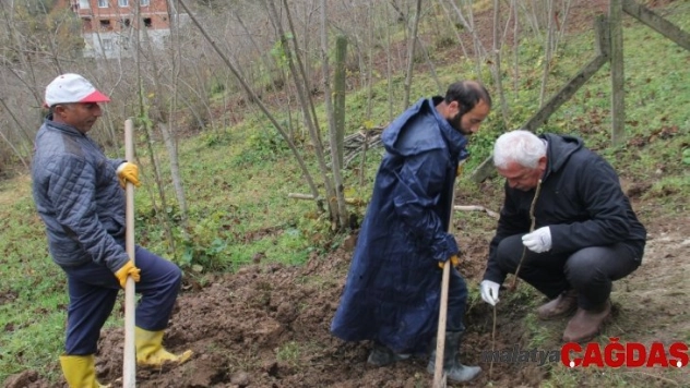 Trabzon'da 7 bin fındık fidanı tek gövdeli dikildi