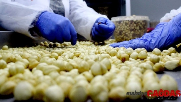 Trabzon'dan yapılan fındık ihracatında rekor artış