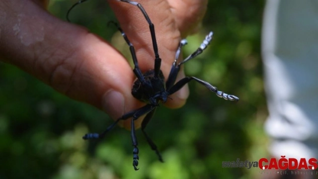 Trabzonlu fındıkçı Drakula'ya yenildi