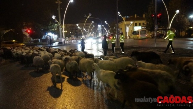 Trafik durdu, koyun sürüsü yoldan geçti