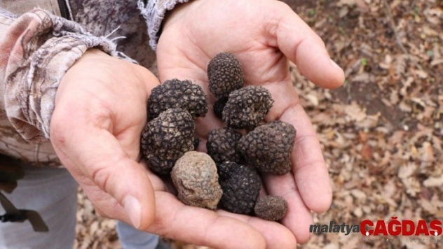 Trüf mantarında '2 bin euro' balonu