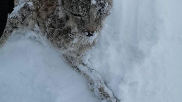 Tufanbeyli'de vaşak donarak öldü