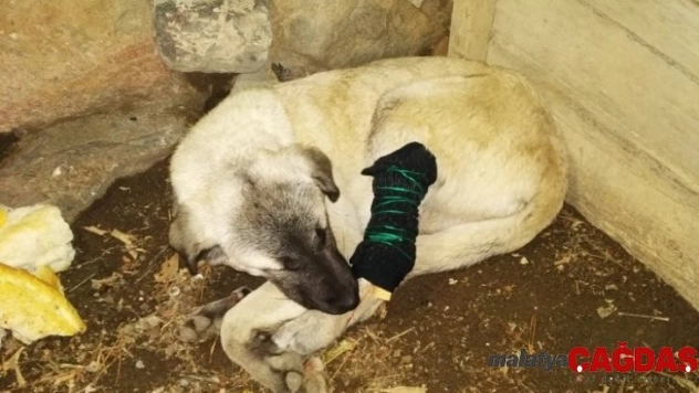 Tüfekle ayağından vurulan köpeğe şefkat eli