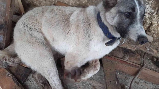 Tüfekle vurulan köpeğin ayağı parçalandı