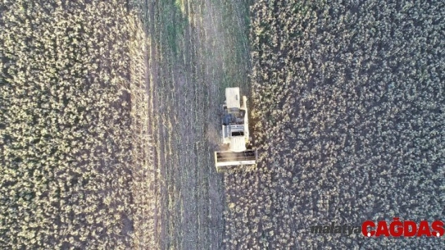 Tüketicinin tercihi siyah çekirdek oldu