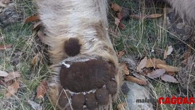 Tunceli'de boz ayı ve su samuru telef oldu