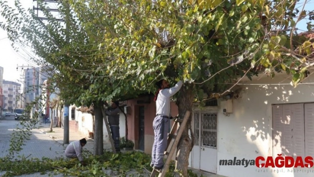 Turgutlu'da mevsimlik budama çalışmaları