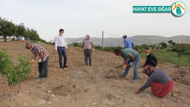 Turistleri Tut'a lavanta kokusu çekecek