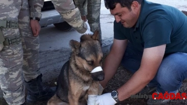 Türk Ordusu, her canlının yarasını sarıyor