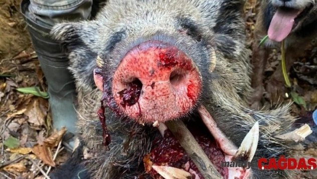 Türkeli'de 350 kiloluk domuz avlandı