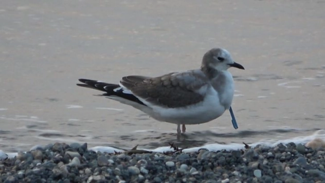 Türkiye'de ilk...Hatay'da çatal kuyruklu martı görüntülendi