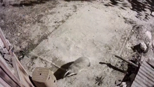 Türkiye'de nadir görülen bal porsuğu ile sansar kameralarında