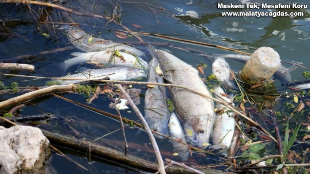 Türkiye'nin en uzun nehrinde toplu balık ölümleri