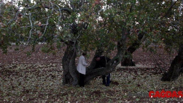 Türkiye'nin en yaşlı fıstık ağaçları Kilis'te bulundu
