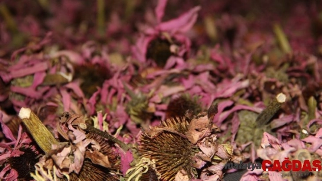 Türkiye'nin ilk ve tek Tıbbi ve Aromatik Bitkiler Merkezi'nde 15 çeşit bitki toplanıp işleniyor