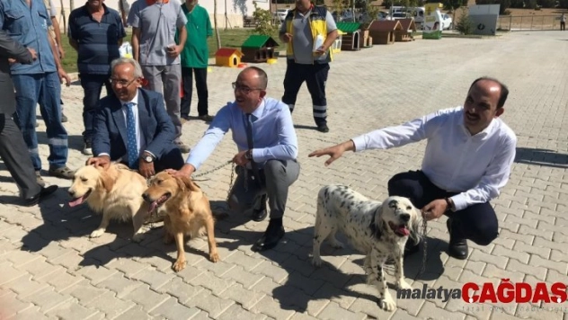 Türkiye'nin en büyük ve en modern hayvan barınağı Konya'da