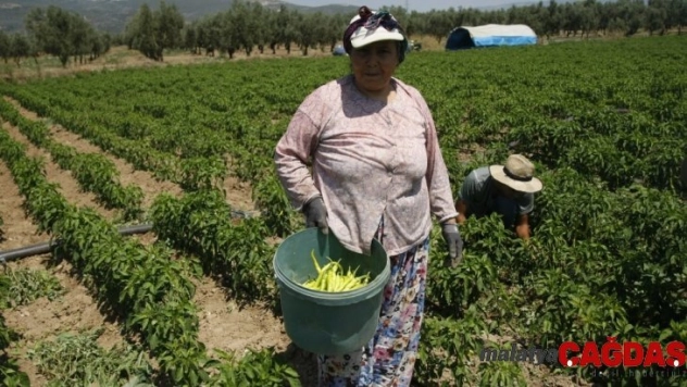 Turşu diyarının biberleri artık yerli