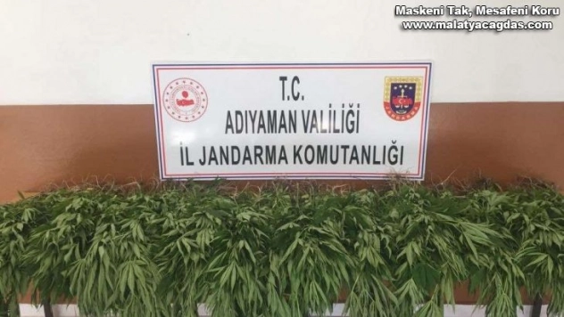 Tut ilçesinde kenevir bitkisi ele geçirildi