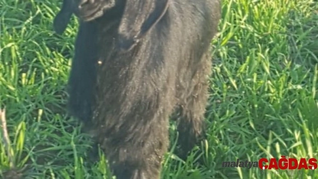 Üç ayaklı oğlak hayata tutunmayı başardı