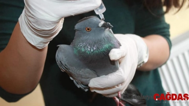 Uçamaz halde bulunan güvercin tedavi altına alındı