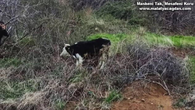 Uçurumun kenarında mahsur kalan inek kurtarıldı