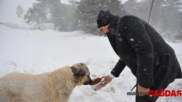 Uludağ'daki aç hayvanların imdadına Osmangazi yetişti
