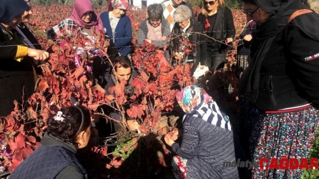 Üreticilere budama eğitimi