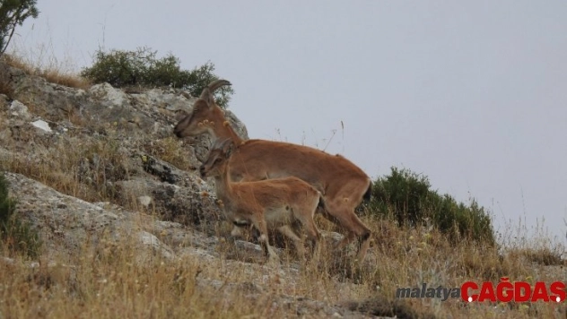 Usulsüz avlanılan av hayvanlarının etleri imha edildi