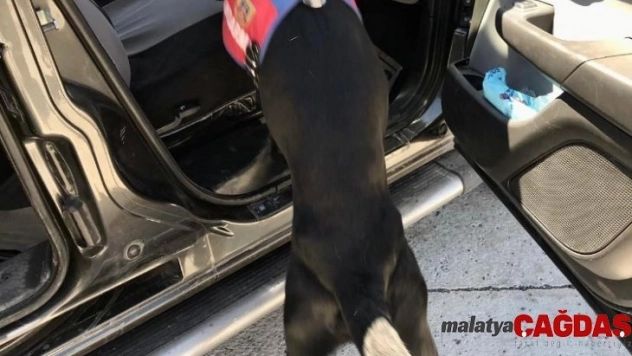 Uyuşturucu tacirleri Narkotik Köpeği 'Salgın'a takıldı