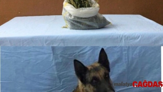 Uyuşturucuyu 'Canlı' buldu