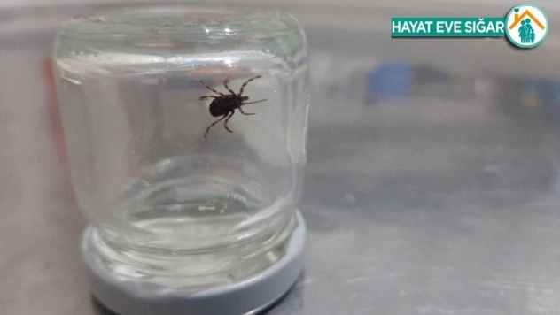 Üzerinde gezinirken yakaladığı keneyi, doğaya bıraktı