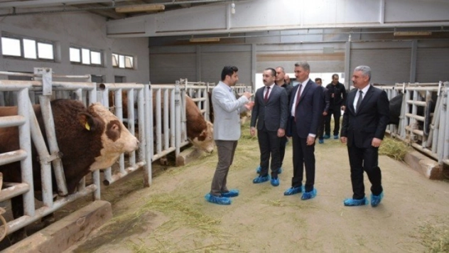 Vali Baruş, Sultansuyu TİGEM'de İncelemelerde Bulundu