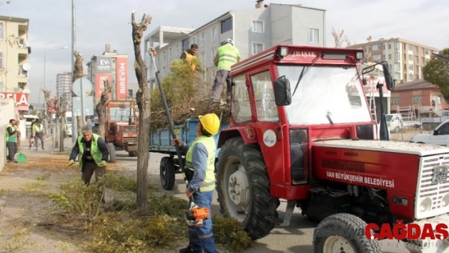 Van'da ağaç budama ve temizlik çalışması