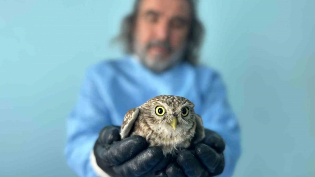 Van'da bitkin düşen yaban hayvanlarına şefkat eli