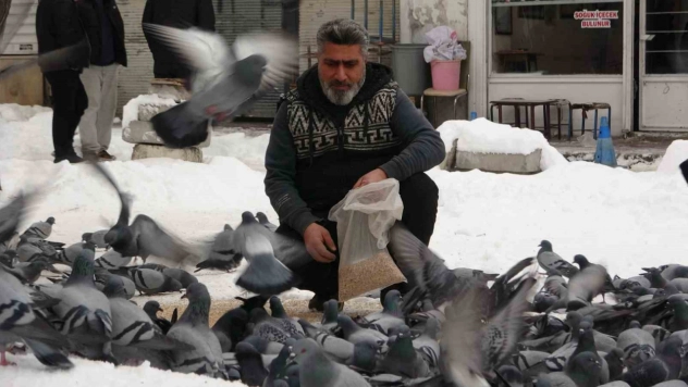 Kar sonrası güvercinlerden görsel şölen