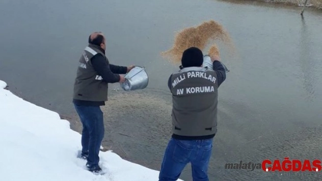 Van'da yabani hayvanlar için yem takviyesi