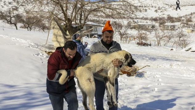Van ekibi deprem bölgesinde yaralı hayvanları tedavi ediyor