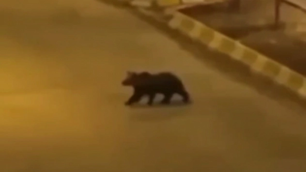 Van'ın iki farklı ilçesinde ayı ve yaban domuzu görüntülendi