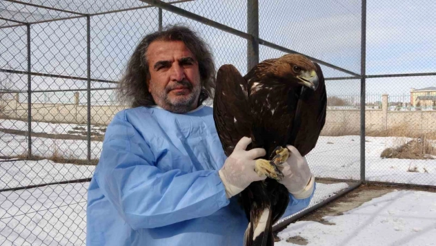 Van YYÜ'de yırtıcı kuşlar şifa bulup doğaya dönüyor