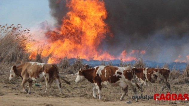 Vatandaş, yangından kaçan domuzdan kurtulmak için direklere çıktı