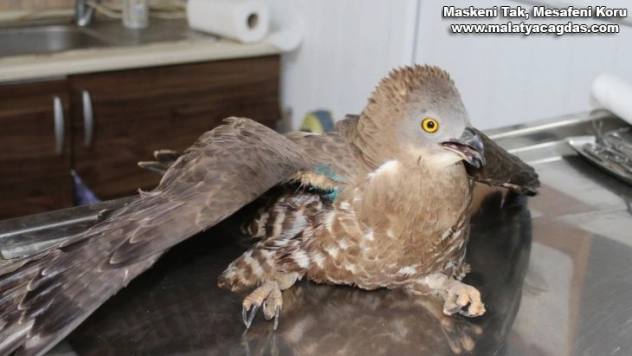 Vatandaşın bulduğu yaralı şahin tedavi altına alındı