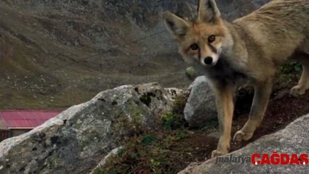 Vatandaşların başı kümeslerine dadanan tilkiyle dertte